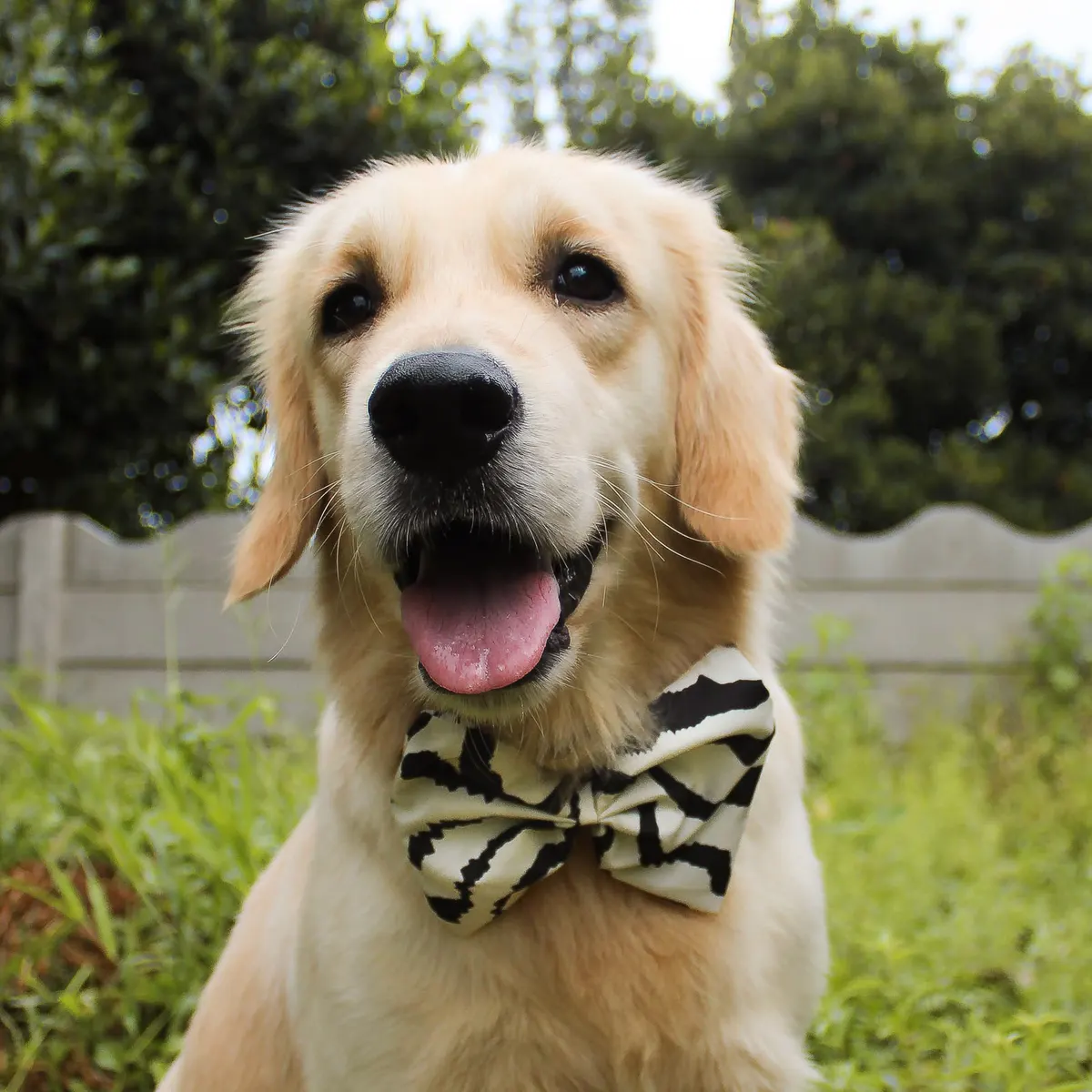 Golden retriever wearing a Pupkies bow tie outdoors
