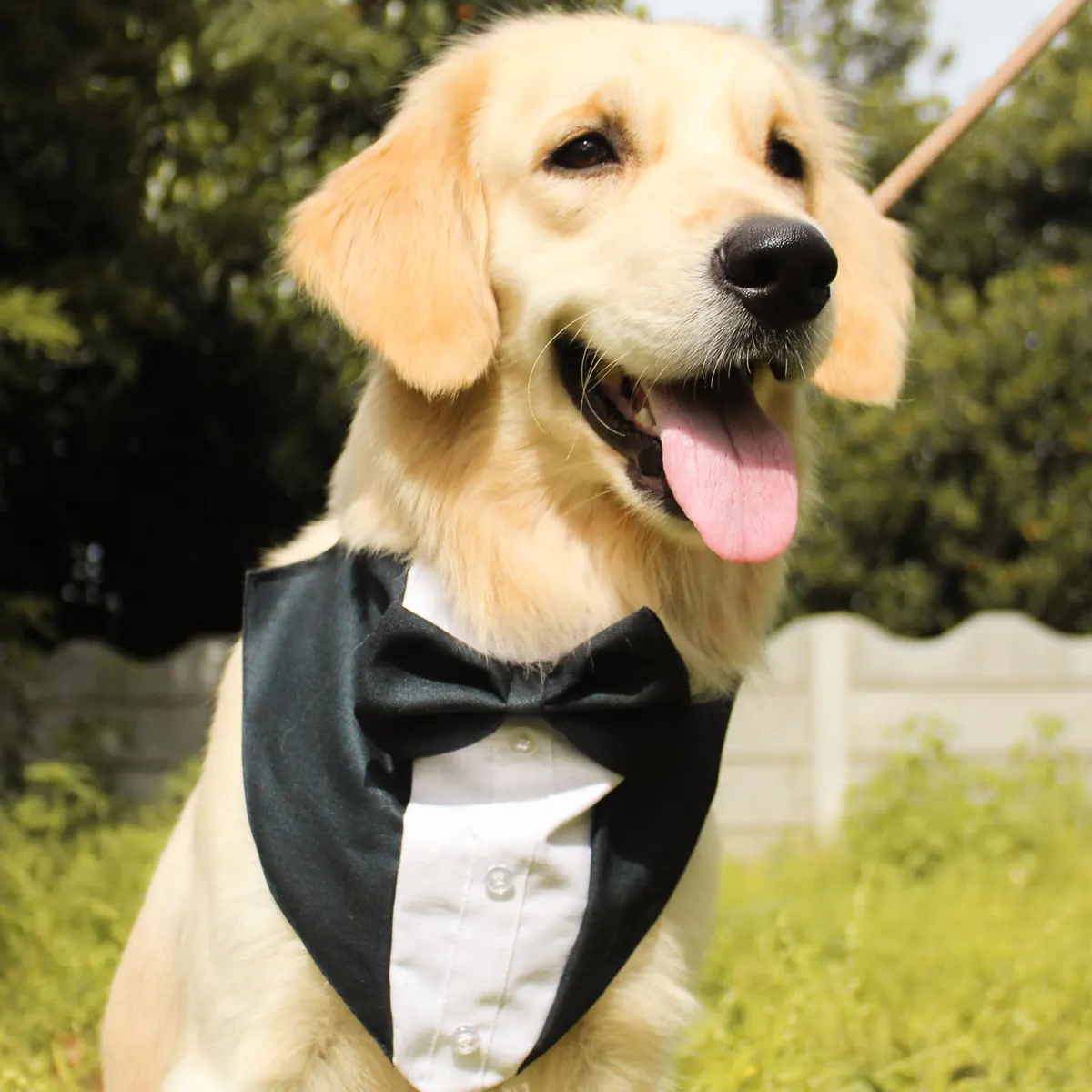 Golden retriever wearing a Pupkies tuxedo bandana
