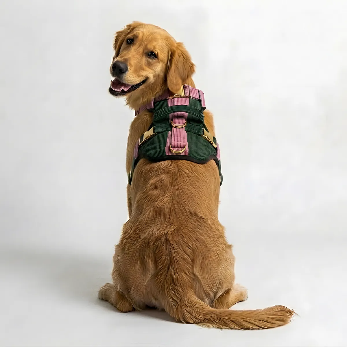 Golden retriever from behind wearing the Contour Harness in Blush Moss
