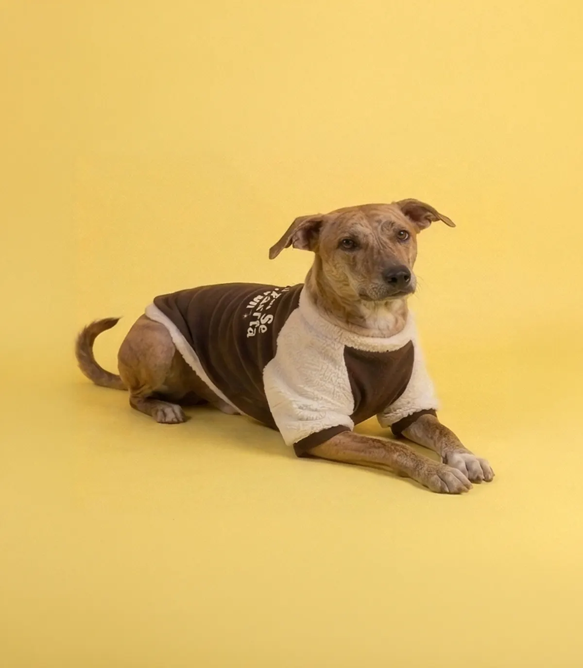 Dog lying down in the 'Aankhon Se Judge Karta Hoon' sweatshirt