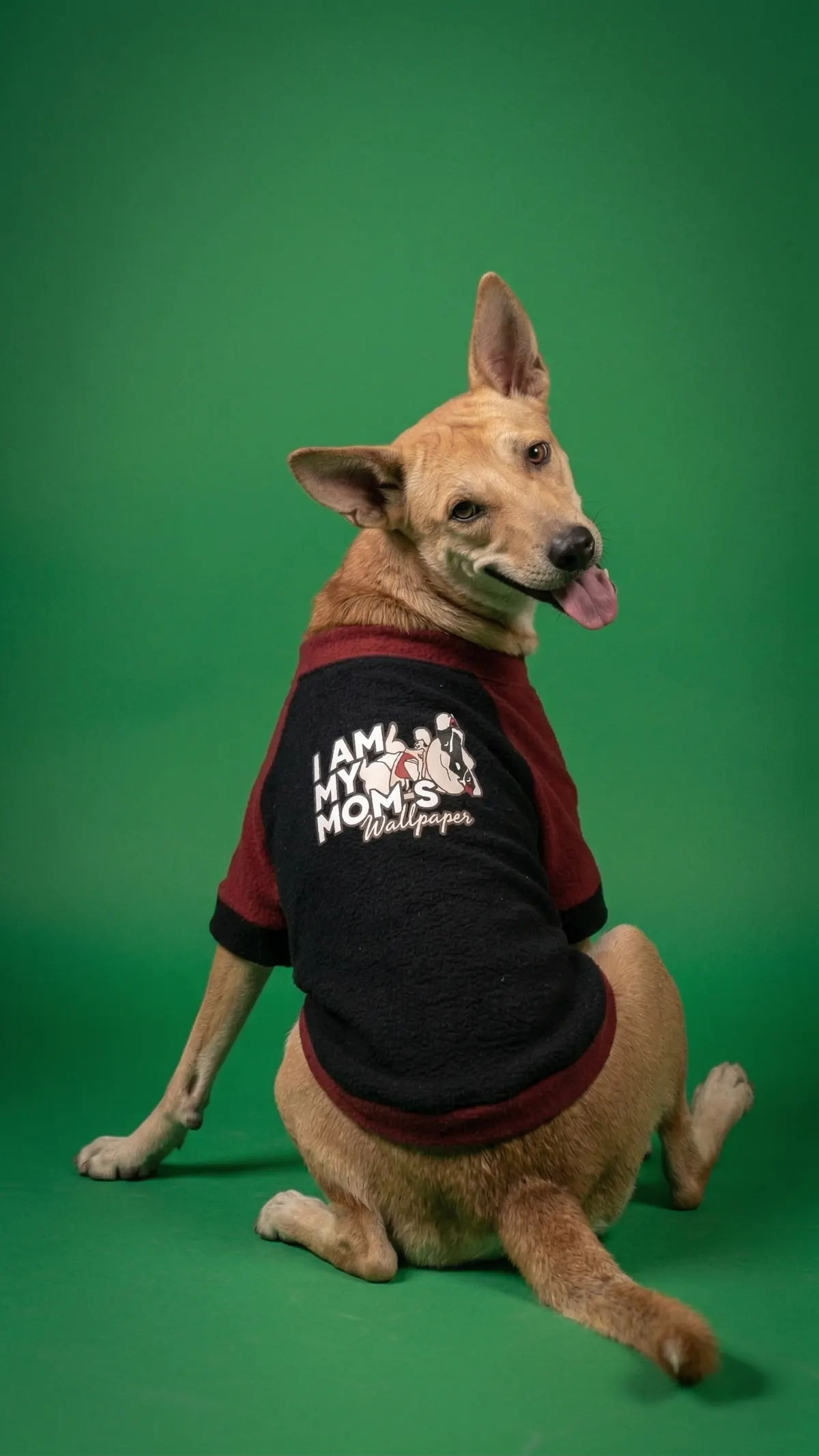Dog sitting in the 'I Am My Mom's Wallpaper' sweatshirt