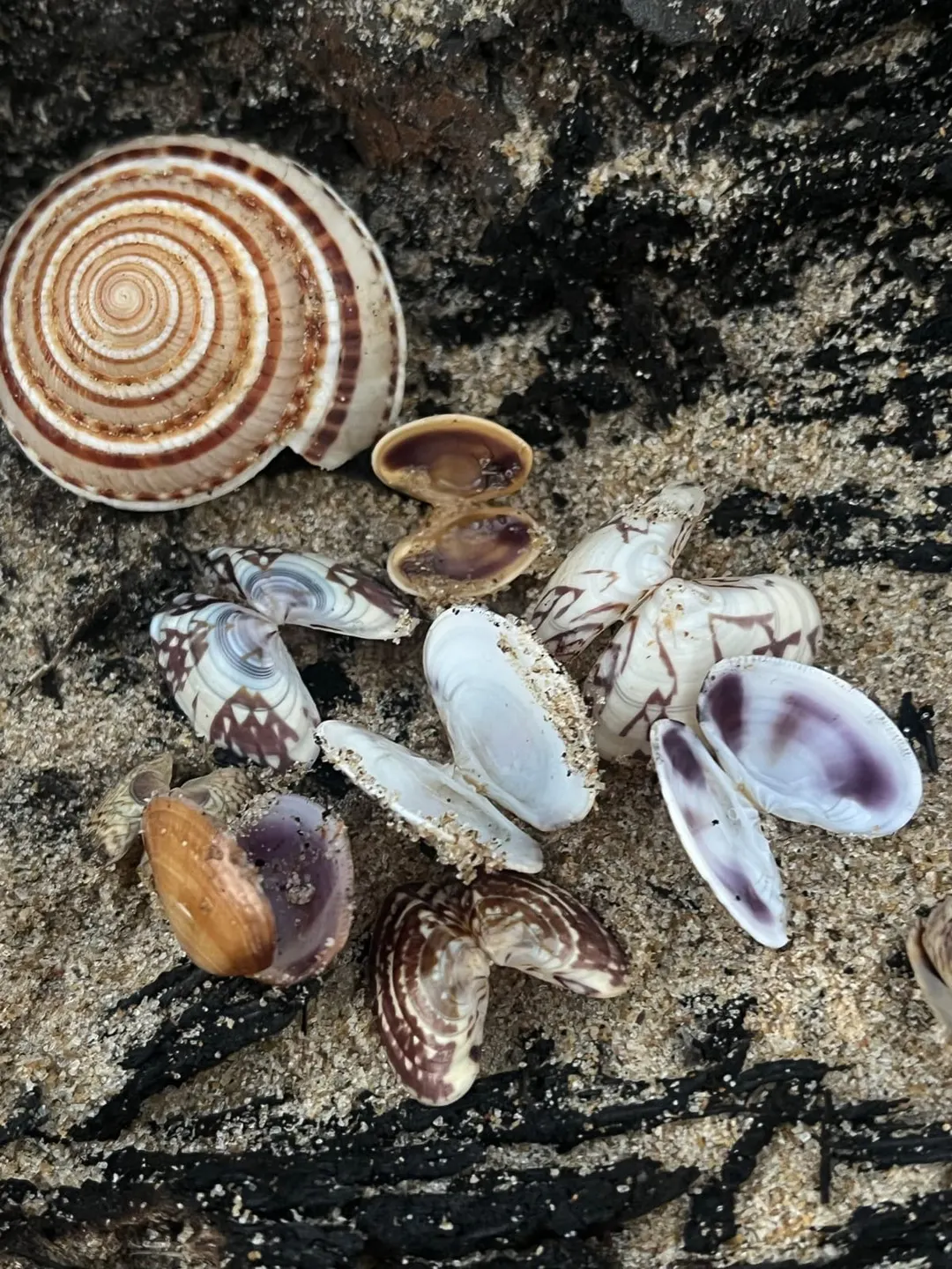 Seashells gathered on a rock during research